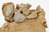 Miniature Fossil Cluster (Ammonites, Brachiopods) - France #219955-2